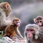 dreaming about monkeys