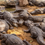 dreaming of crocodiles means that you must protect yourself