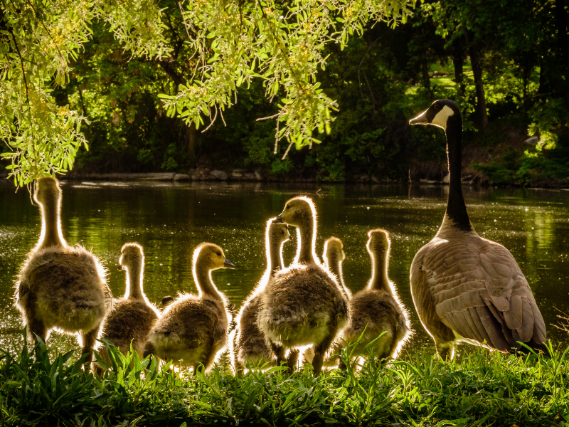 dreaming of ducks