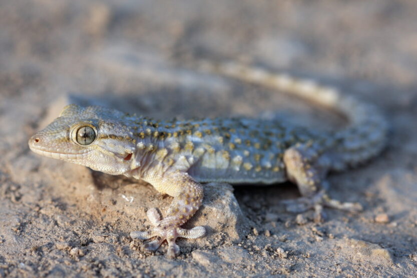 dreaming of lizards