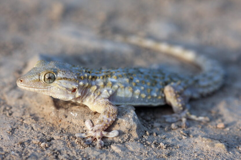 dreaming of lizards