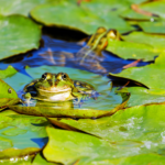 dreaming of toads