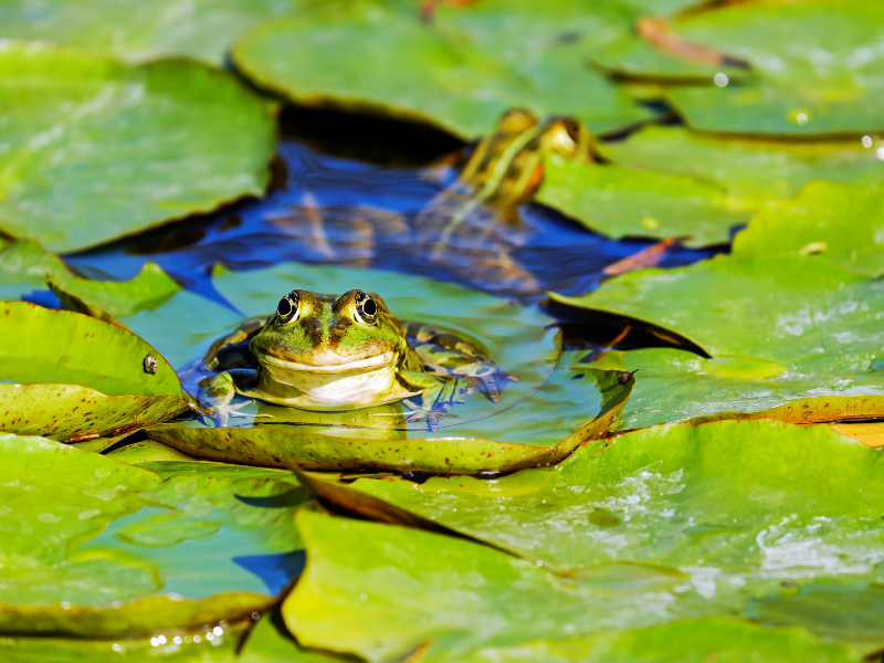 dreaming of toads