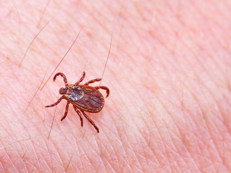 how to prevent a tick bite