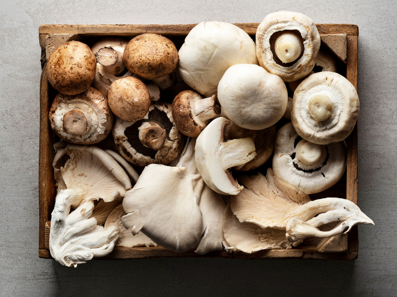 mycophobia or fear of mushrooms