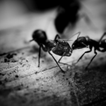 myrmecophobia