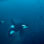 the meaning of dreaming about killer whales