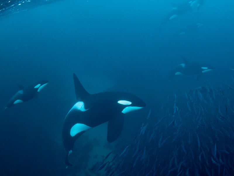 the meaning of dreaming about killer whales